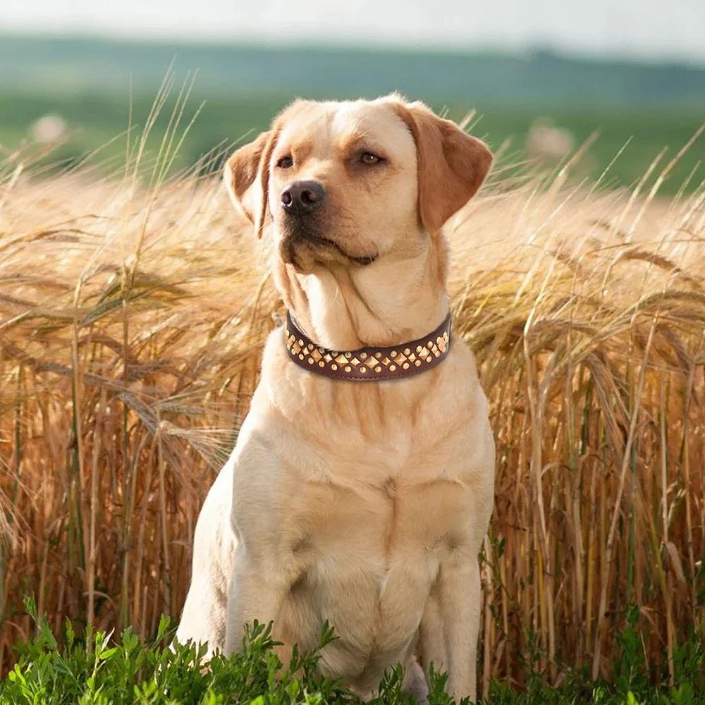 Collier pour chien - Bonheur a Mon Chien